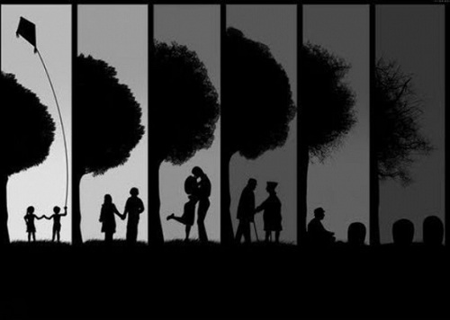 a história de uma árvore